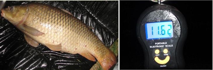 Moara Vlasiei 2 3 - 4 aug.